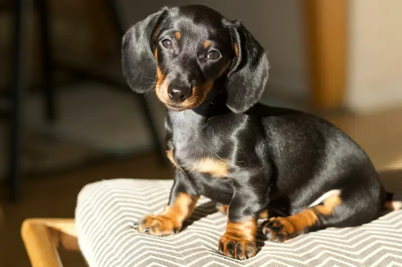 Are dachshunds good indoor dogs