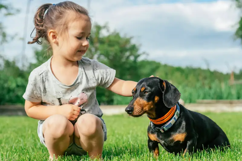 Are dachshunds good with kids
