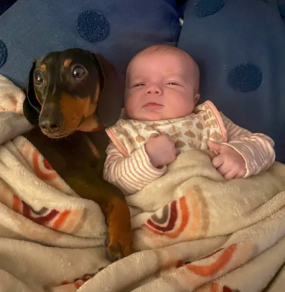 Are dachshunds good with newborns