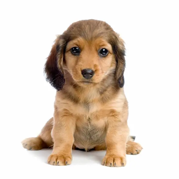 Are miniature dachshunds good dogs