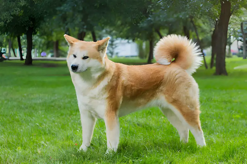 Can Akitas Have Floppy Ears