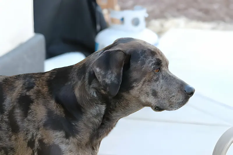 Can catahoulas be brindle