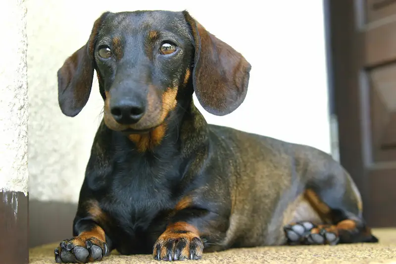 Can dachshunds get bloat