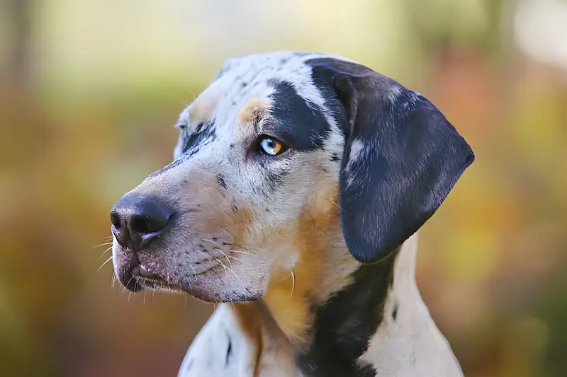 Can Catahoulas be left alone