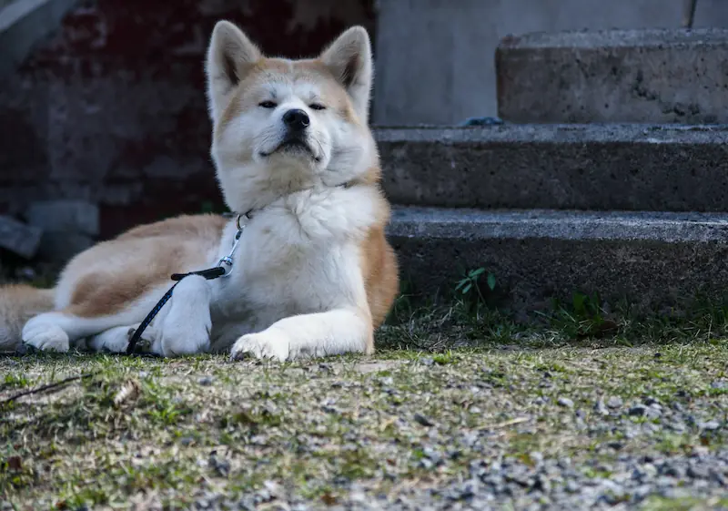 Causes for Separation Anxiety in Akitas