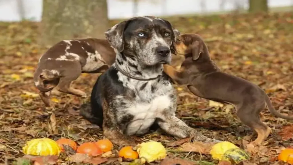 Do Catahoulas Get Along with Cats