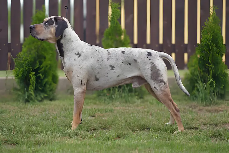 Do Catahoula leopard dogs shed a lot