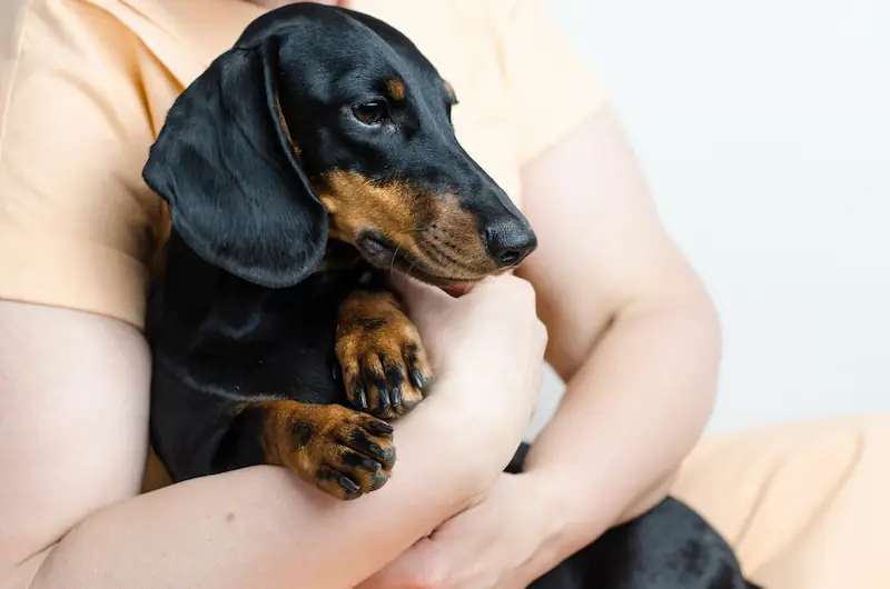 Do dachshunds get attached to one person