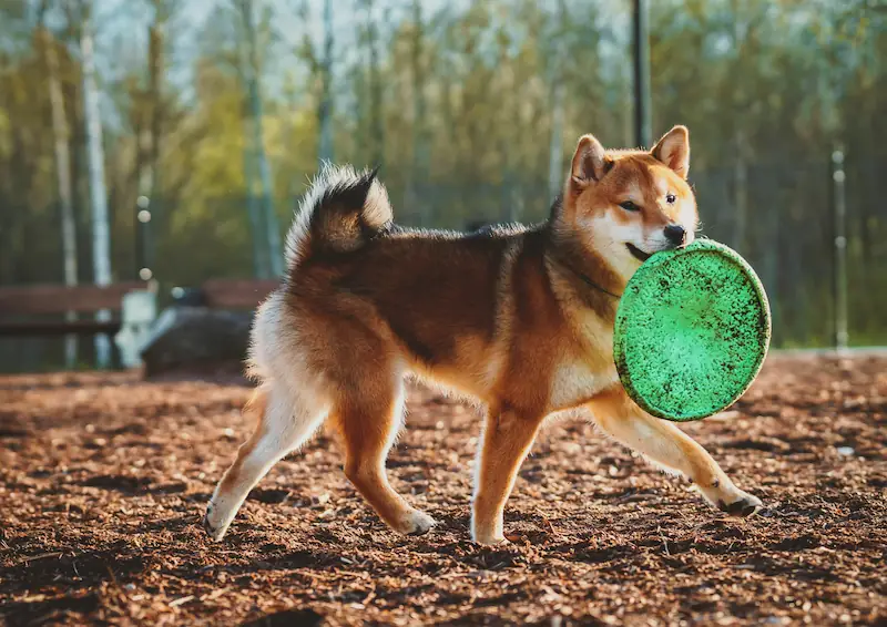 Do dogs naturally play fetch
