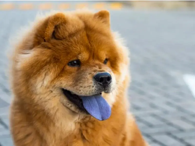 Do purebred Akita dogs have black tongues