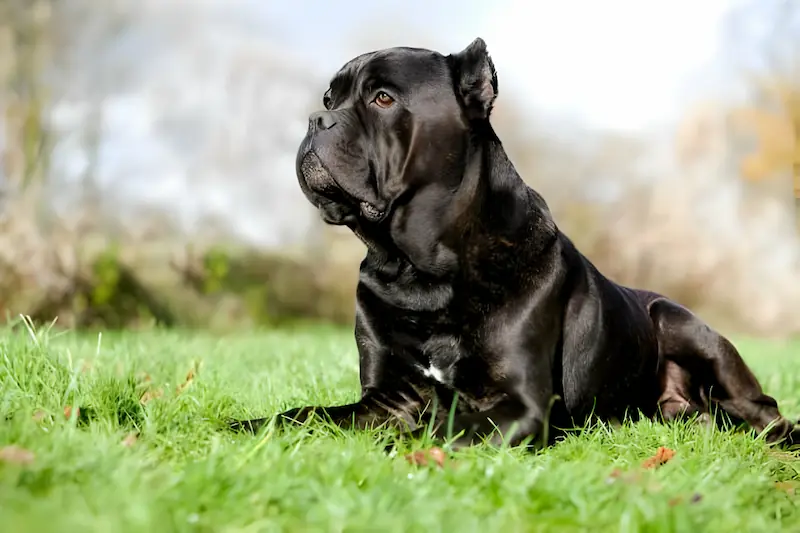 Does Cane Corso have lock jaw
