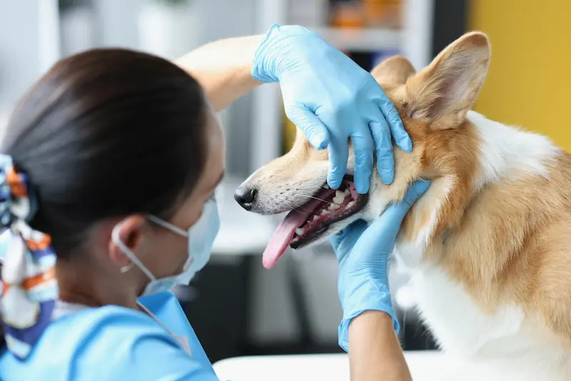 Dog Oral Diseases