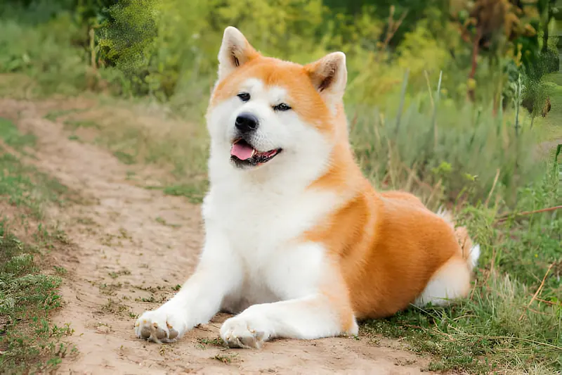 How Much Does A Full-Grown Akita Weigh