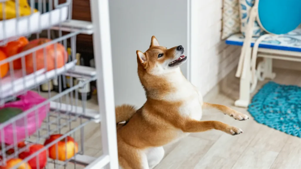 How To Stop Your Akita From Jumping 1
