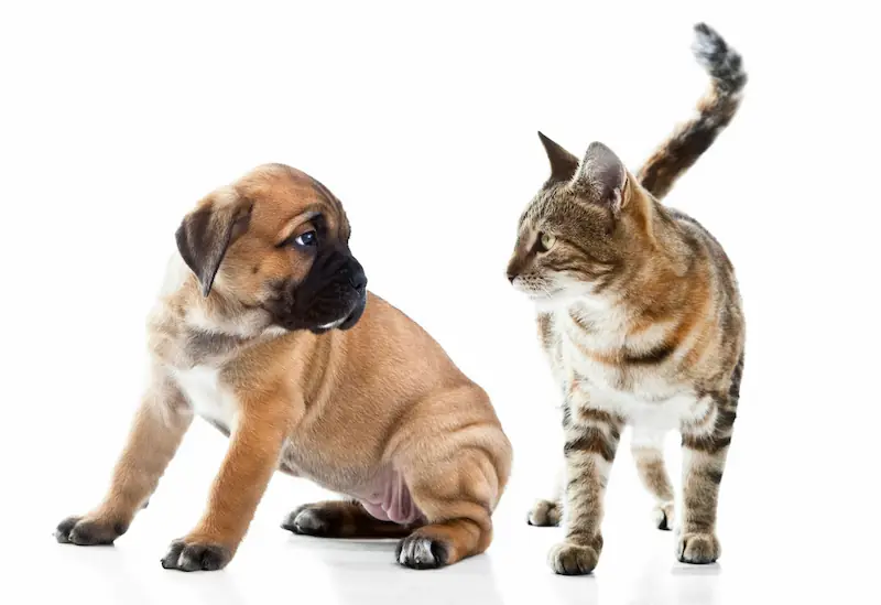 How can I get my dog to like my cat