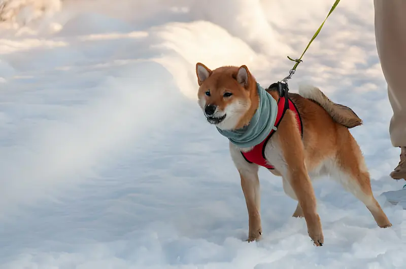 How do you deal with an aggressive Akita