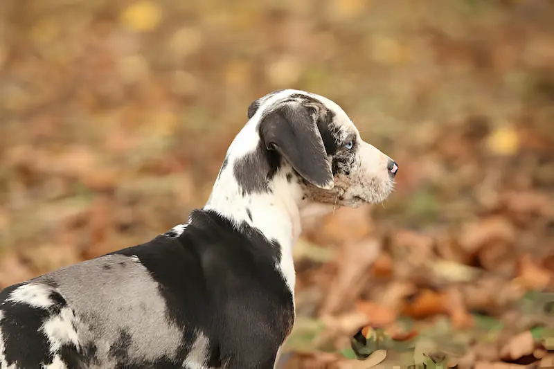 How long can Catahoulas be left alone