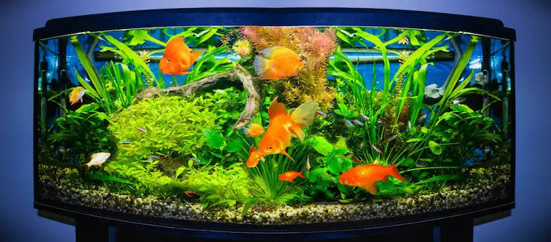 How many of these goldfish can fit