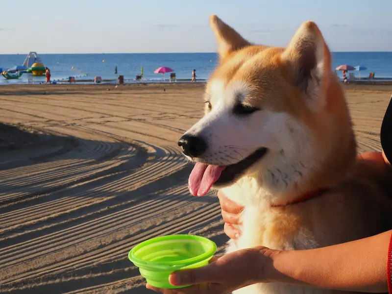 How much water does Akitas drink