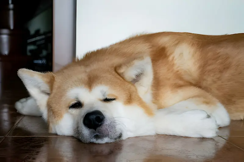 Some reason why Akita snore