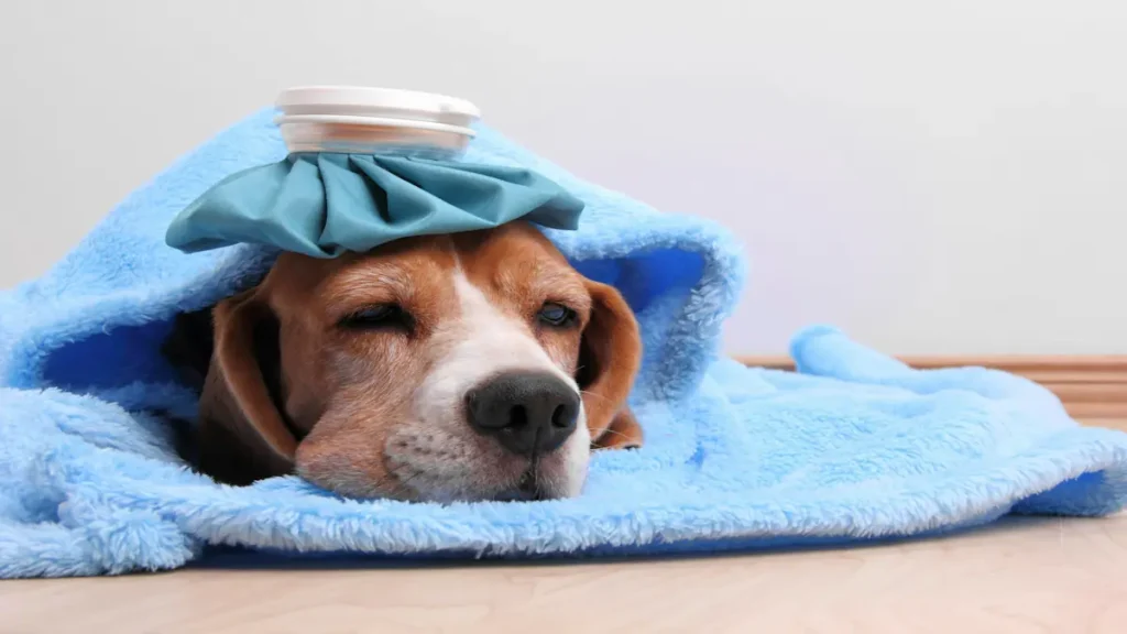 Sickness in Dogs