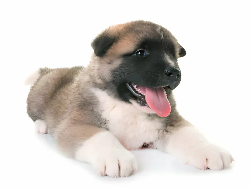 What Are the Symptoms Of A Puppy Teething