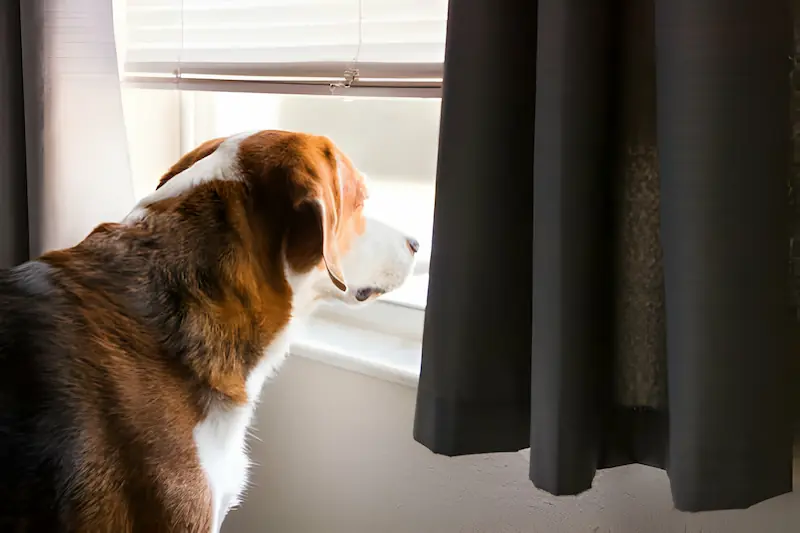 What Causes Separation Anxiety In Dogs