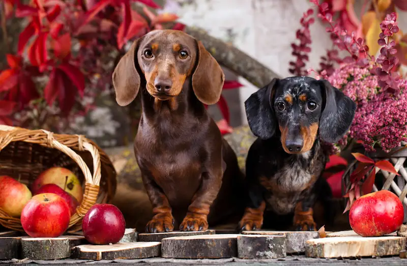What Fruits Can Dachshunds Eat