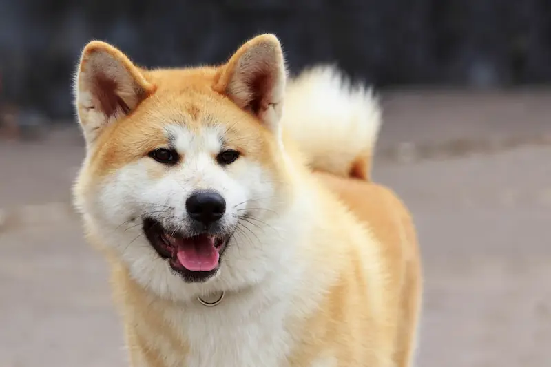 What diseases are Akitas prone to