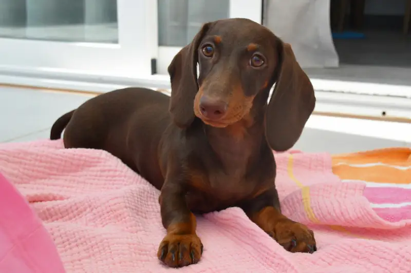 What kind of breed is a dachshund