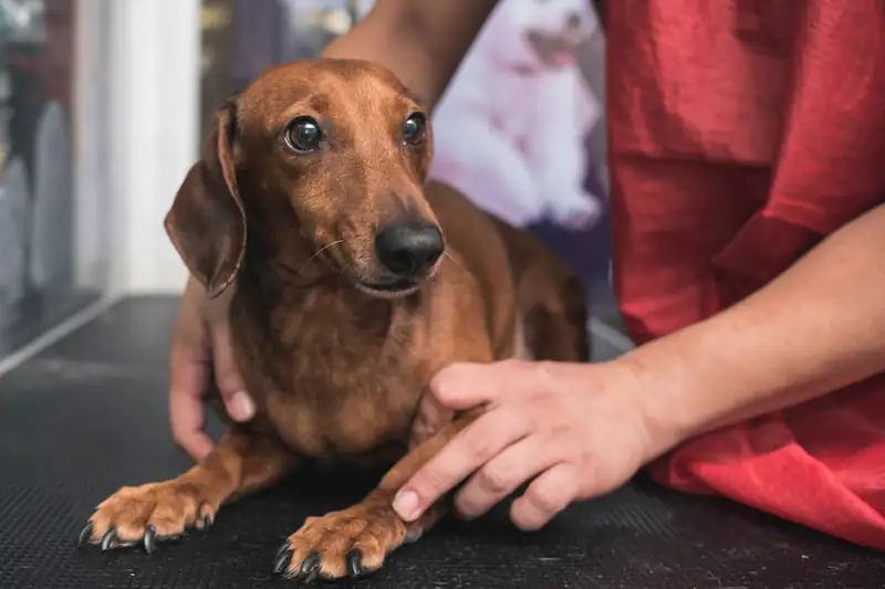 What to do if my dachshund is scared of everything