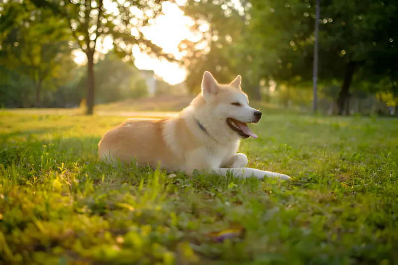 Why Is My Akita So Small And Skinny