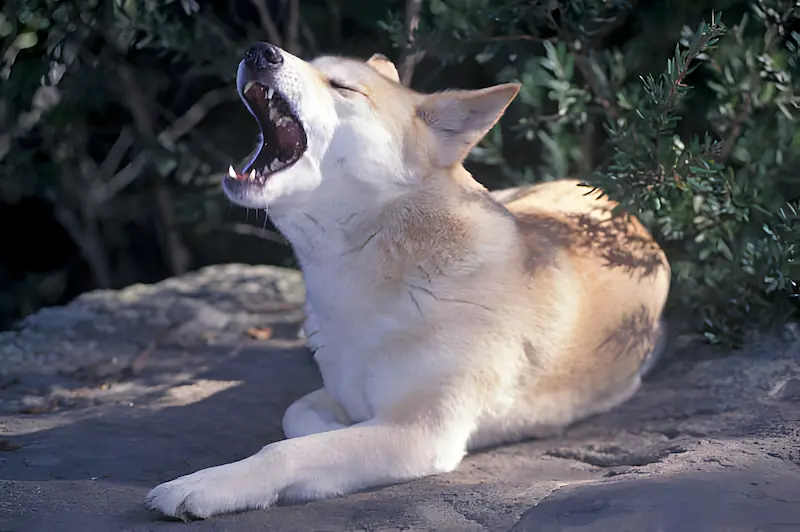 Why does my Akita howl at night