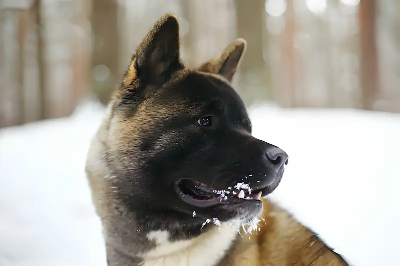 Why would an Akita dog have a black tongue