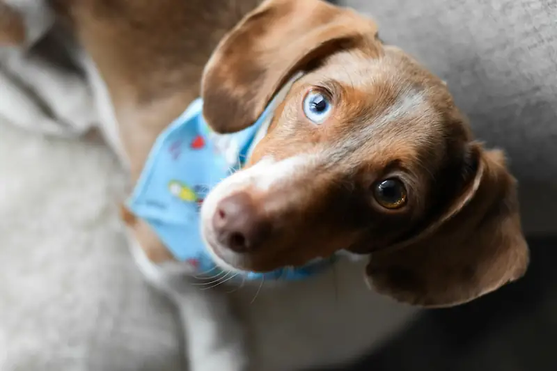 Can dachshunds have blue eyes