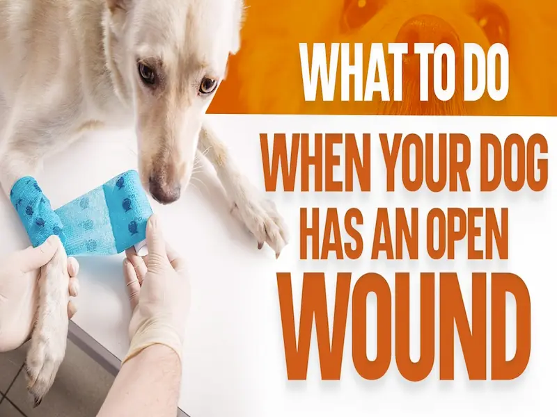 Dog Wound 
