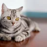 American Shorthair