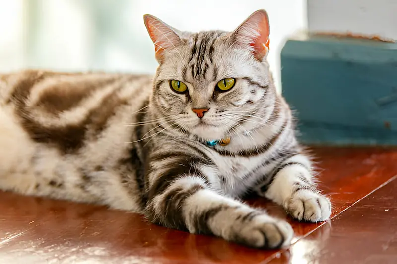 American Shorthair Cat 