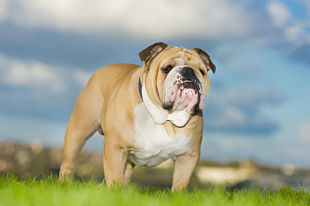 HOW MUCH DOES AN ENGLISH BULLDOG COST – THOMAS BULLDOGS OF OHIO | COLORS AND PRICING