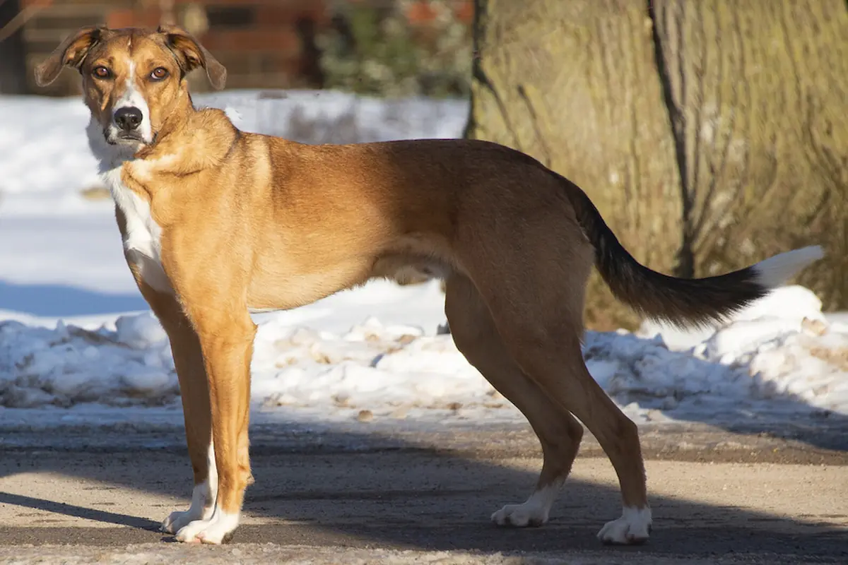 Black Mouth Cur