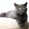 British Shorthair Cat