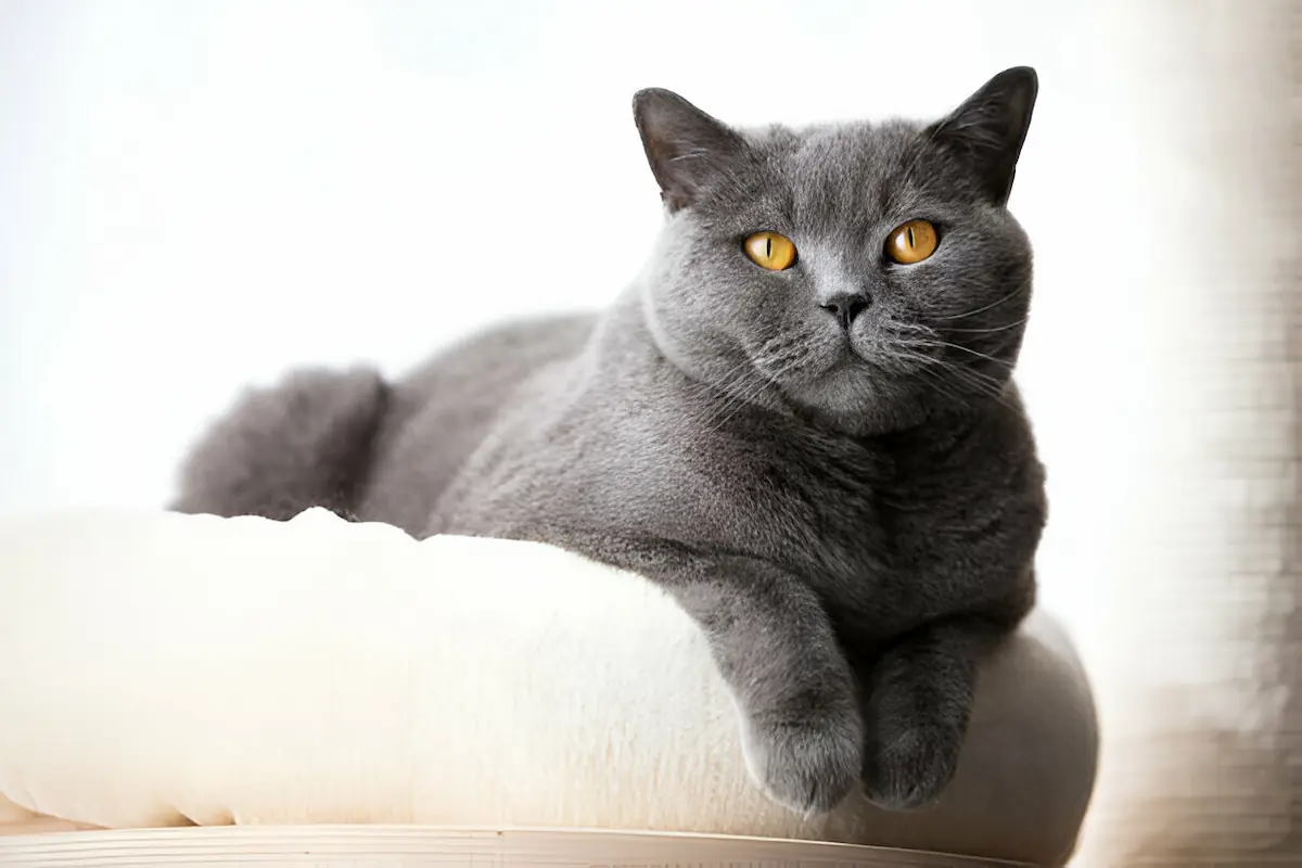 British Shorthair Cat