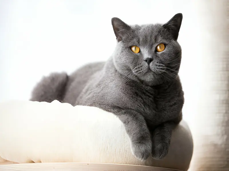 Characteristics of the British Short-haired cat