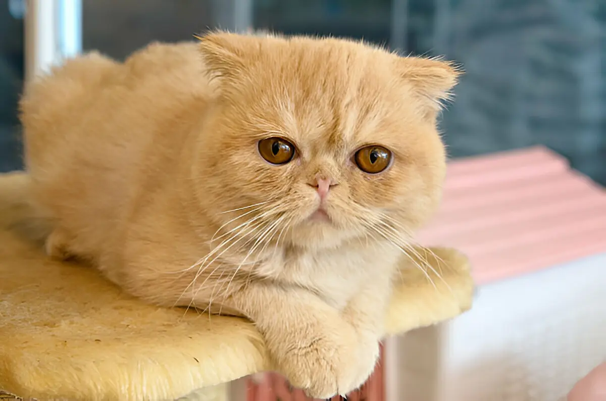 exotic cat,exotic shorthair cat,exotic shorthair,cat,exotic,characteristics of the exotic cat,exotic cat with short hair,savannah cat,exotic pets,exotic cat care,exotic animals,exotic cat breed,exotic cat lovers,exotic pet cat,exotic shorthair cats,exotic cat character,exotic shorthair facts,brushing an exotic cat,grooming an exotic cat,exotic persian cat,how to brush an exotic cat,wild cat,my exotic shorthair cat,new exotic shorthair cat