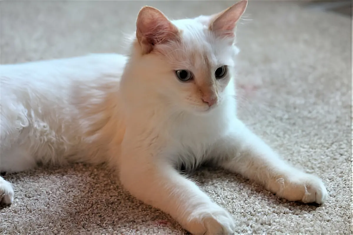 Flame Point Siamese