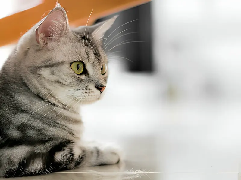 American Shorthair cat health