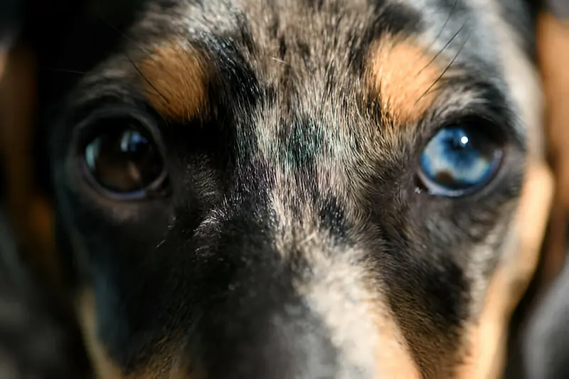 How Pannus Affects a Dog's Eyes