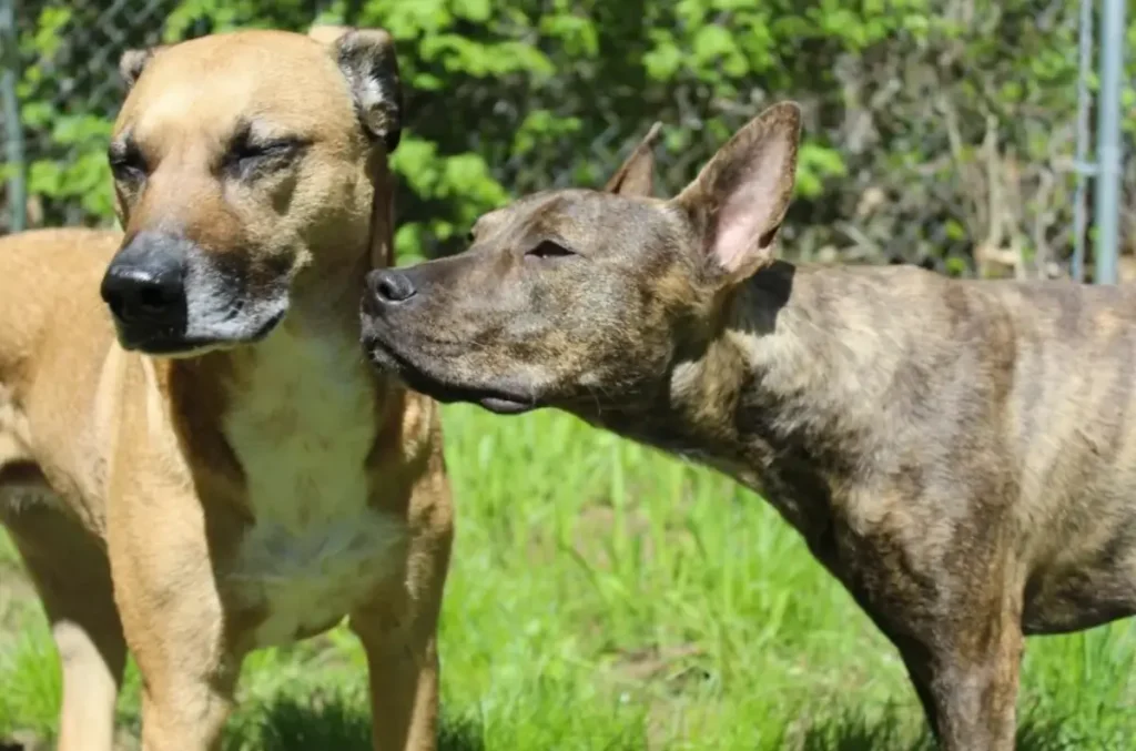 Physical Characteristics of the Black Mouth Cur