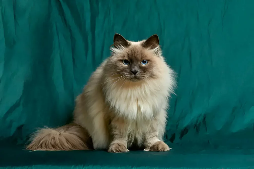 The long-haired Siamese is a separate breed