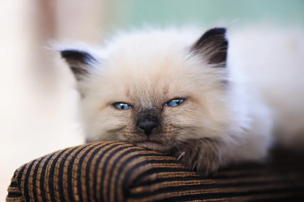 Balinese cat